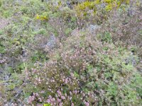 2017 Nouvelle-Zelande-8-Tongariro National Park 32